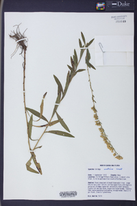 Solidago austrina image