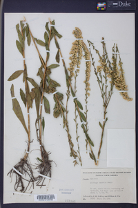 Solidago austrina image