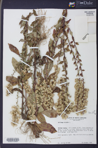 Solidago bicolor image