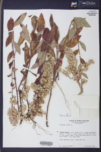 Solidago bicolor image