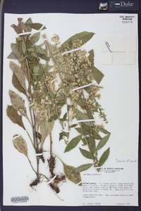 Solidago bicolor image