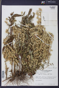 Solidago bicolor image