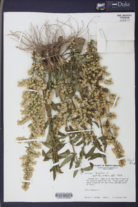 Solidago bicolor image