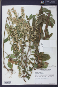 Solidago bicolor image