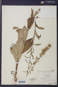 Solidago bicolor image