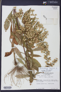 Solidago bicolor image