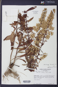 Solidago bicolor image