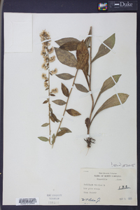 Solidago bicolor image