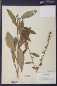 Solidago bicolor image