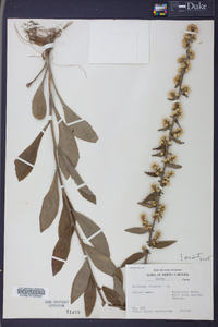 Solidago bicolor image