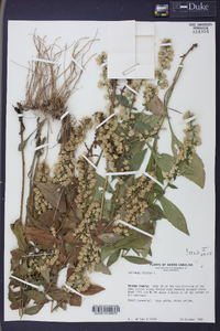 Solidago bicolor image