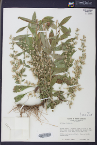 Solidago bicolor image