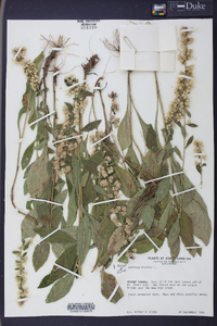 Solidago bicolor image