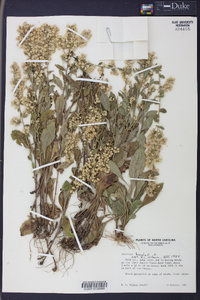 Solidago bicolor image