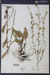 Solidago boottii image