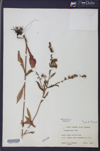 Solidago boottii image