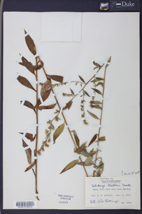 Solidago boottii image