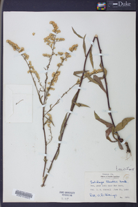 Solidago boottii image