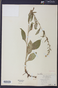 Solidago boottii image