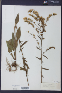 Solidago boottii image