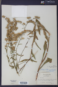 Solidago boottii image