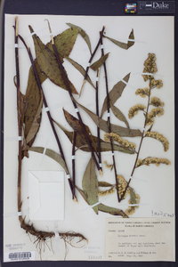 Solidago boottii image