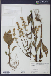 Solidago boottii image