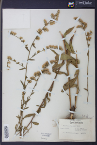 Solidago boottii image