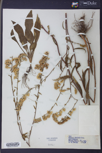 Solidago boottii image