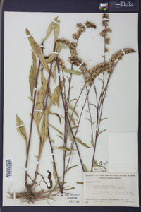 Solidago boottii var. caroliniana image