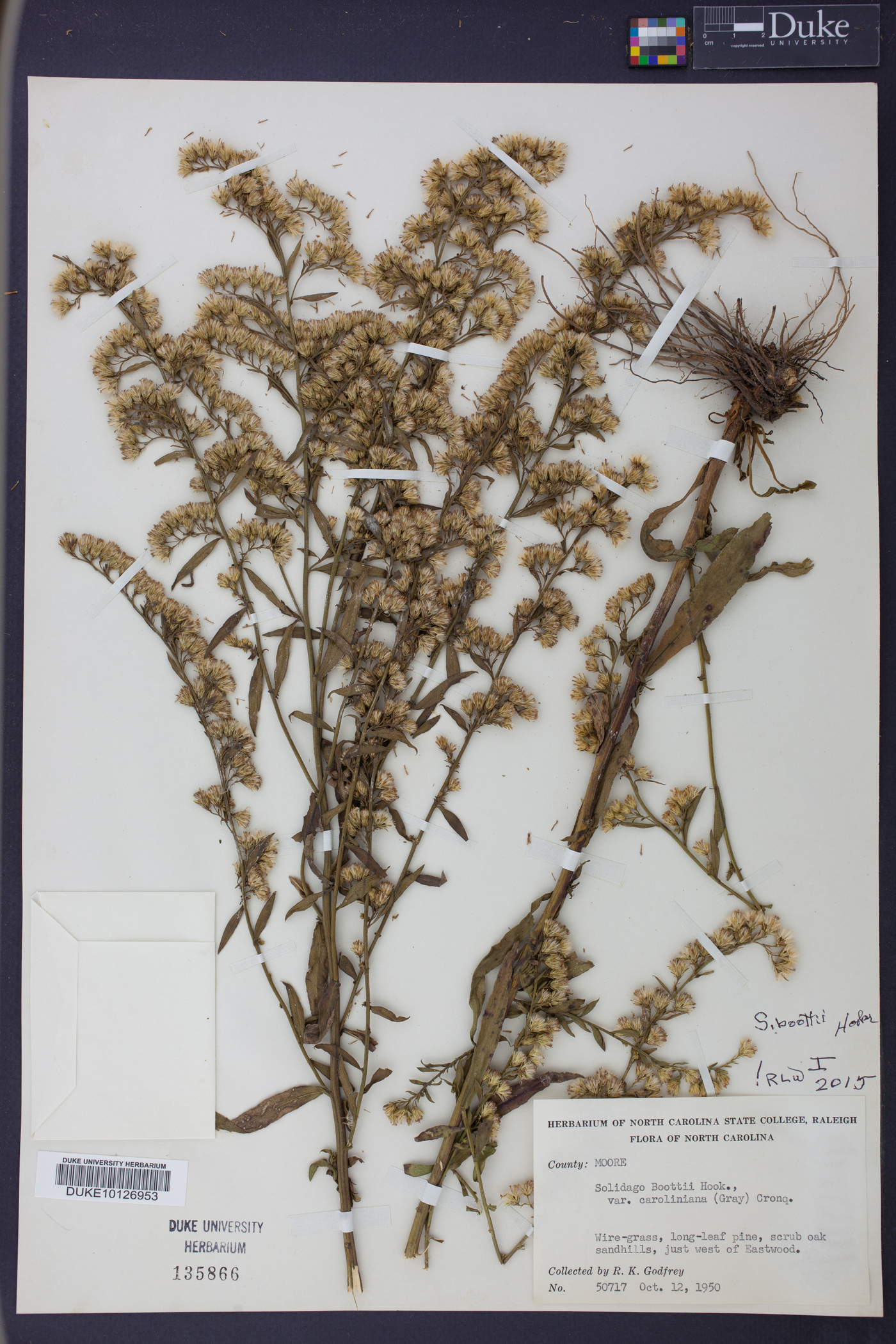 Solidago boottii image