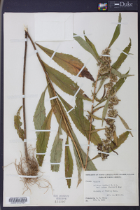 Solidago curtisii image