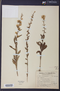 Solidago erecta image