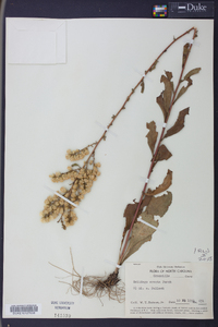 Solidago erecta image