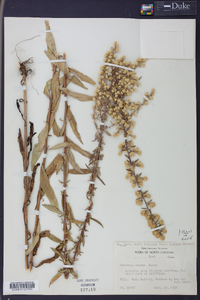 Solidago erecta image