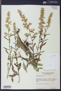 Solidago erecta image