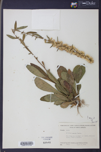 Solidago erecta image