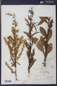 Solidago erecta image