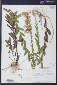 Solidago fistulosa image