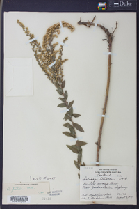 Solidago fistulosa image