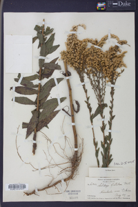 Solidago fistulosa image