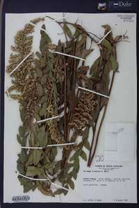 Solidago fistulosa image