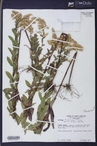 Solidago fistulosa image