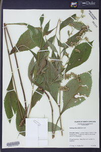 Solidago flaccidifolia image