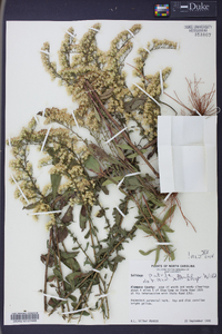 Solidago patula image