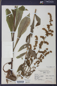 Solidago patula image