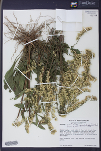 Solidago patula image