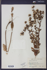 Solidago petiolaris image