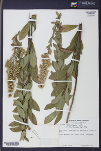 Solidago petiolaris image