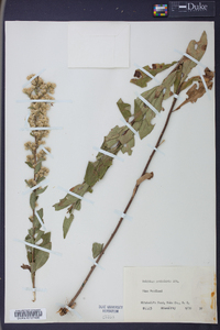 Solidago petiolaris image